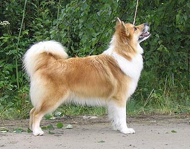 Icelandic Sheepdog Pictures