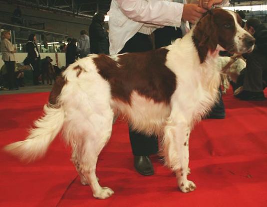 Irish Red and White Setter Pictures