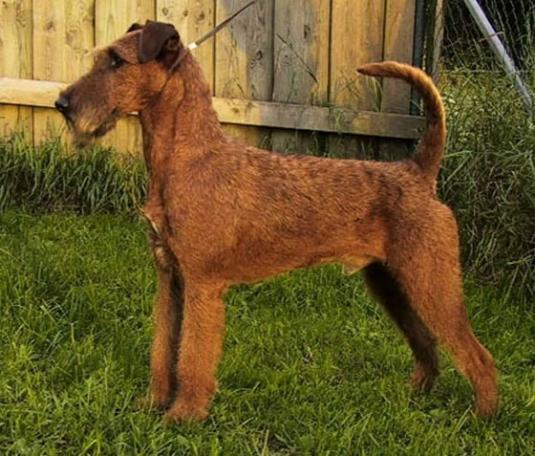 Irish Terrier Pictures