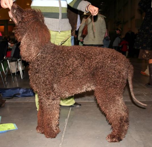 Irish Water Spaniel Pictures