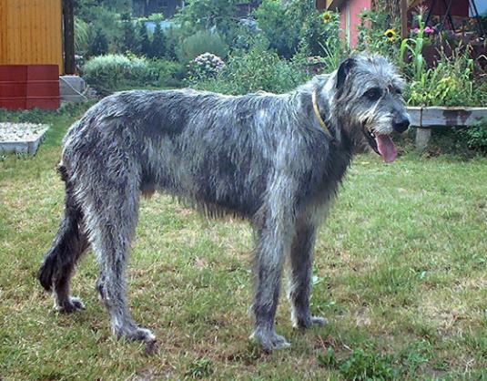 Irish Wolfhound Pictures