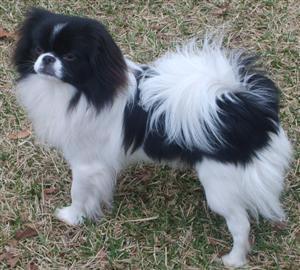 Japanese Chin Pictures