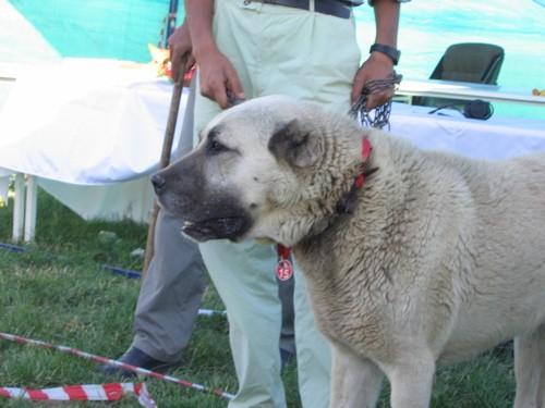 Kangal Pictures 1