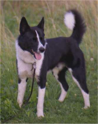 Karelian Bear Dog Pictures