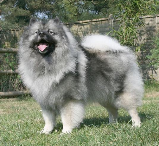 Keeshond Pictures