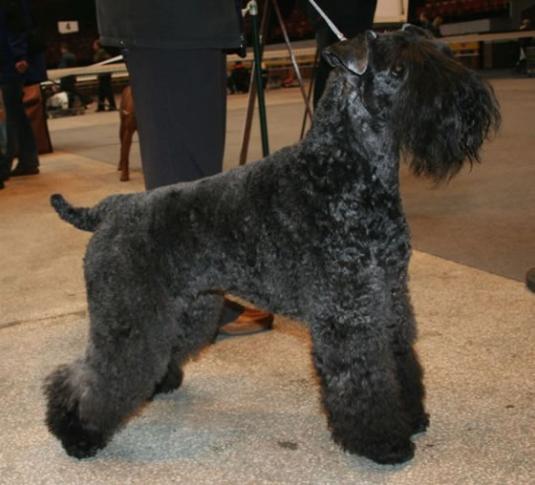 Kerry Blue Terrier Pictures