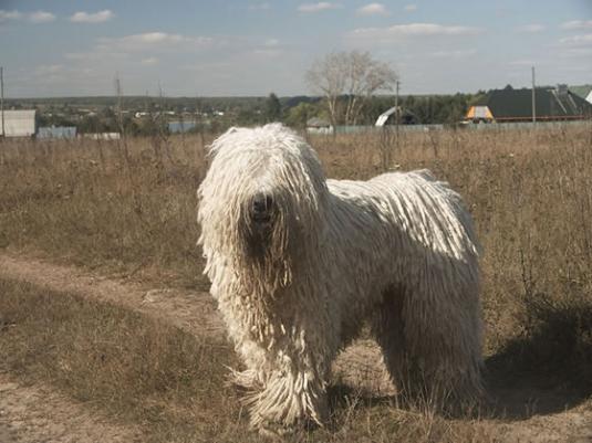 Komondor Pictures