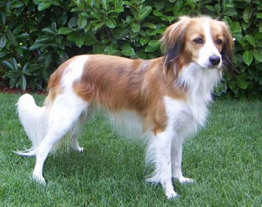 Kooikerhondje Pictures