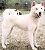 Korean Jindo Dog Pictures