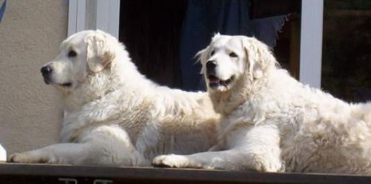 Kuvasz Pictures