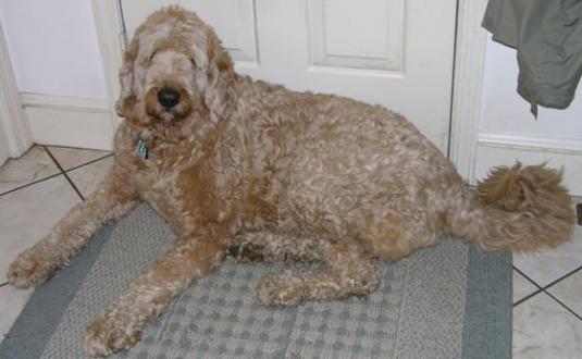 Labradoodle Pictures
