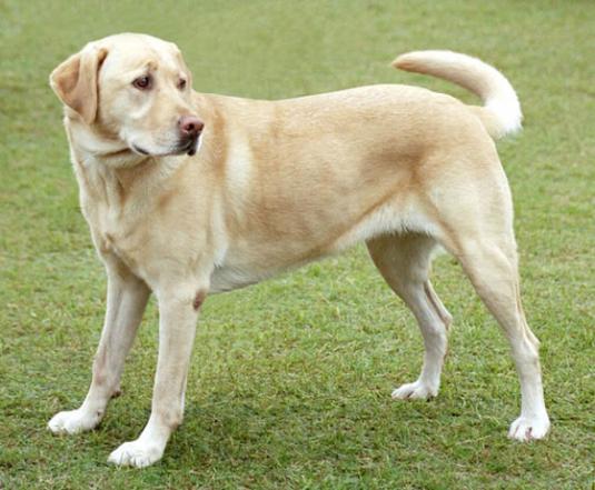 Labrador Retriever  Pictures