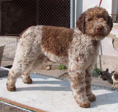 Lagotto Romagnolo Pictures