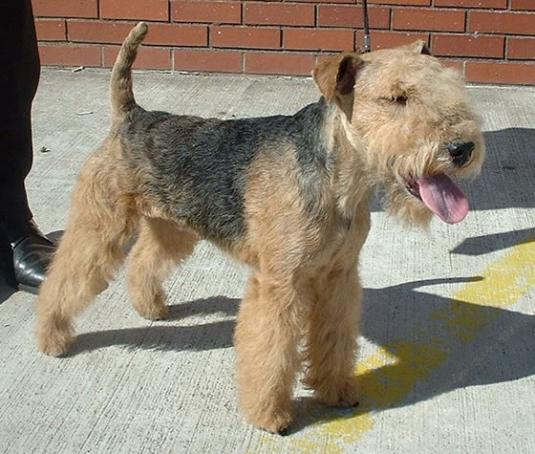 Lakeland Terrier Pictures