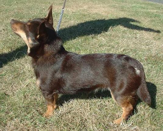 Lancashire Heeler Pictures