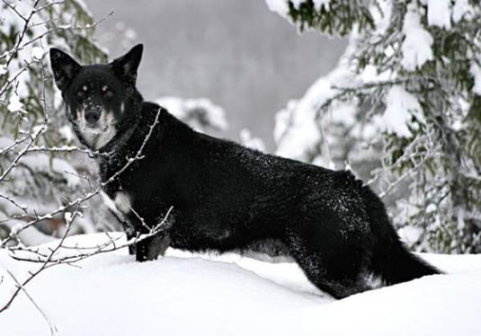 Lapponian Herder Pictures