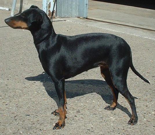Manchester Terrier Pictures