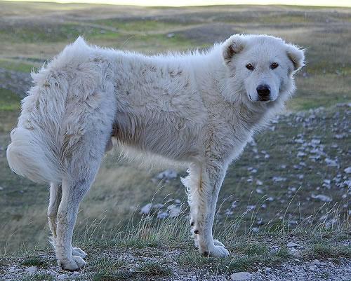 Maremma Sheepdog Pictures