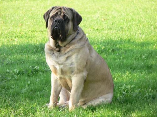 Mastiff Pictures