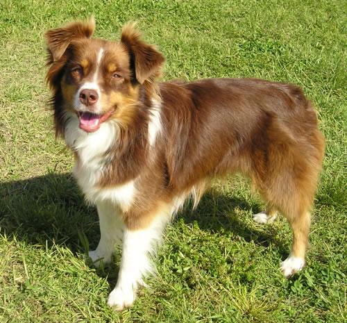 Miniature Australian Shepherd Pictures