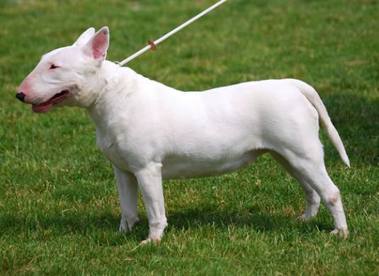 Miniature Bull Terrier Pictures