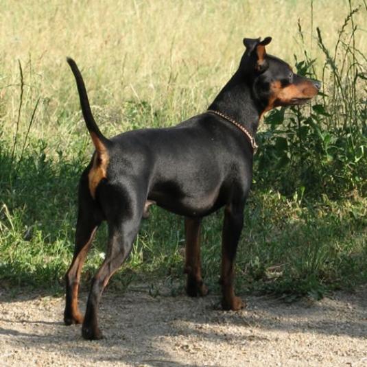 Miniature Pinscher Pictures