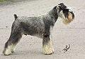 Miniature Schnauzer Pictures