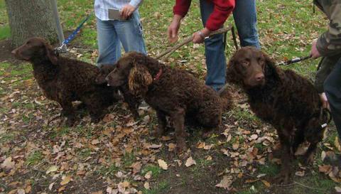 Murray River Curly Coated retriever Pictures