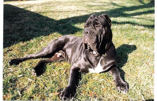 Neapolitan Mastiff Pictures