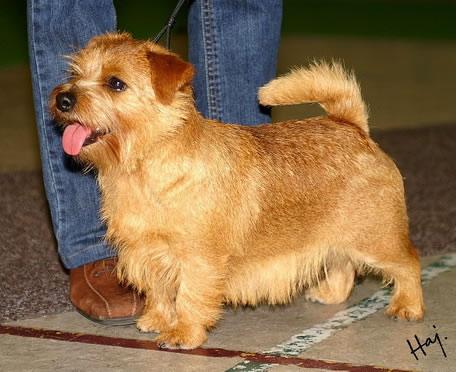 Norfolk Terrier Pictures