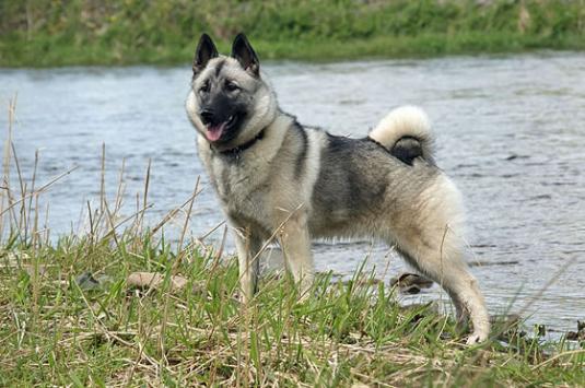 Norwegian Elkhound Pictures