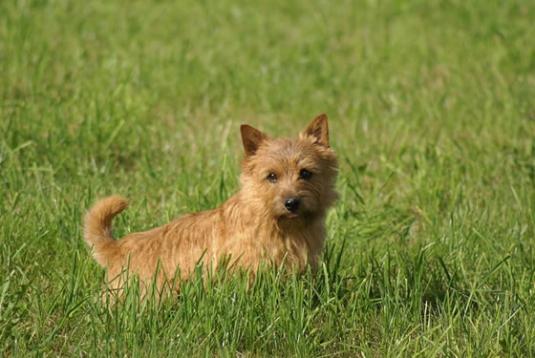 Norwich Terrier Pictures