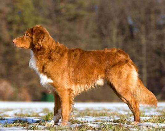 Nova Scotia Duck Tolling Retriever Pictures