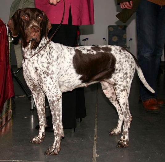 Old Danish Pointer Pictures