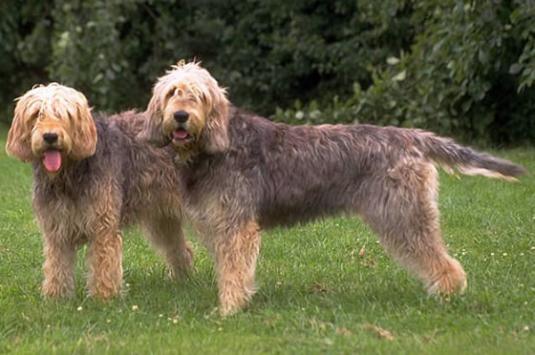 Otterhound Pictures