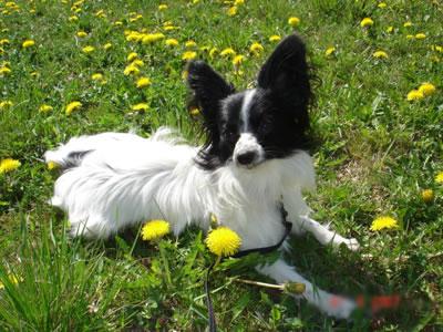 Papillon Pictures