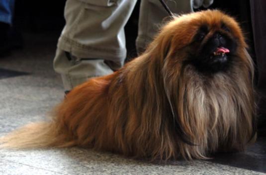 Pekingese Pictures