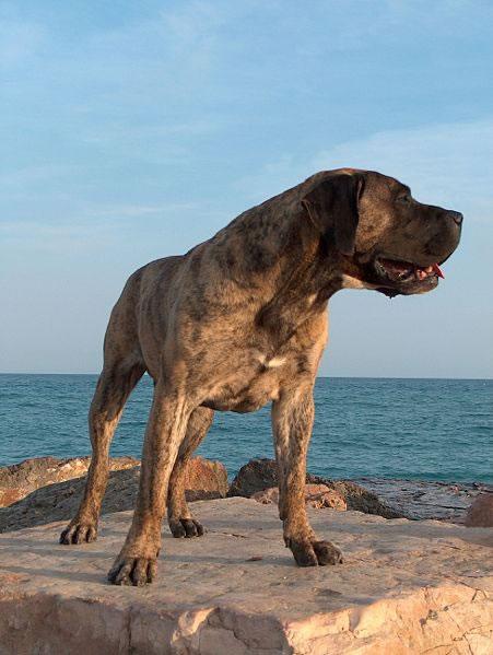 Perro de Presa Canario Pictures 1