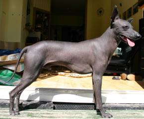 Peruvian Hairless Dog Pictures