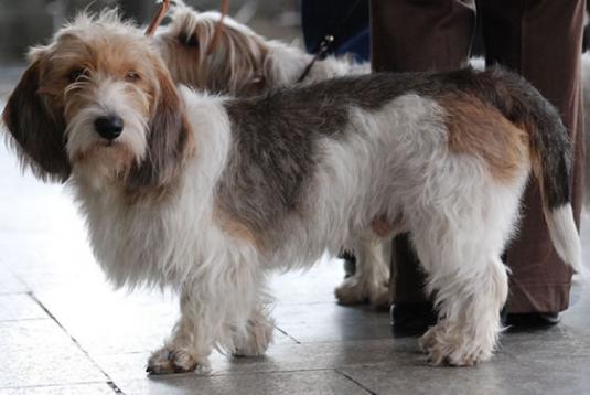 Petit Basset Griffon Vendeen Pictures