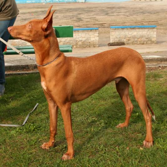 Pharaoh Hound Pictures
