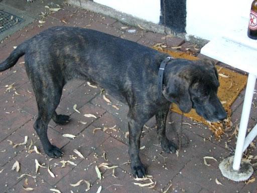 Plott Hound Pictures