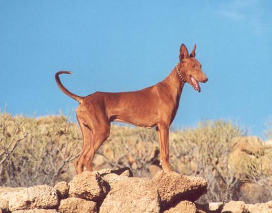 Podenco Canario Pictures