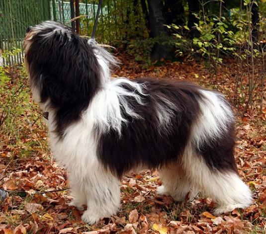 Polish Lowland Sheepdog Pictures