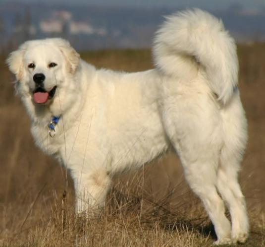 Polish Tatra Sheepdog Pictures