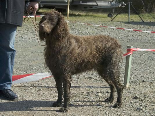 Pont Audemer Spaniel Pictures