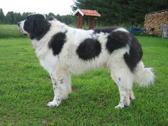 Pyrenean Mastiff Pictures