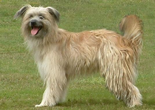 Pyrenean Shepherd Pictures