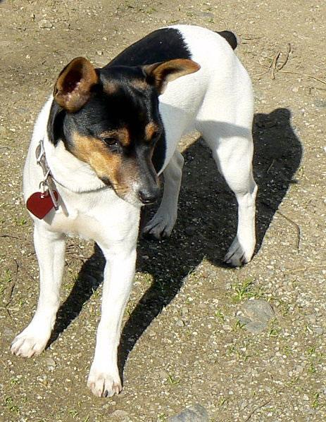 Rat Terrier Pictures