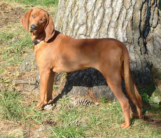 Redbone Coonhound Pictures